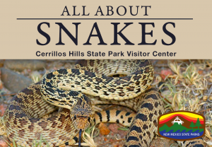all About Snakes