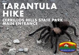 Tarantula Hike