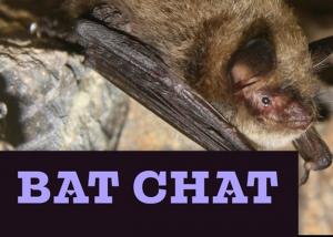 Bat Chat