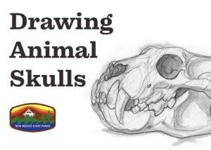 Drawing Animal Skulls